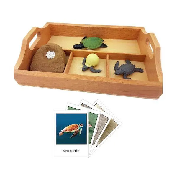 A wooden tray  with educational lifecycle of a turtle materials