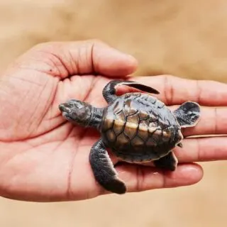 baby turtle in a man's palm